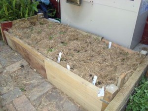 raised-garden-bed